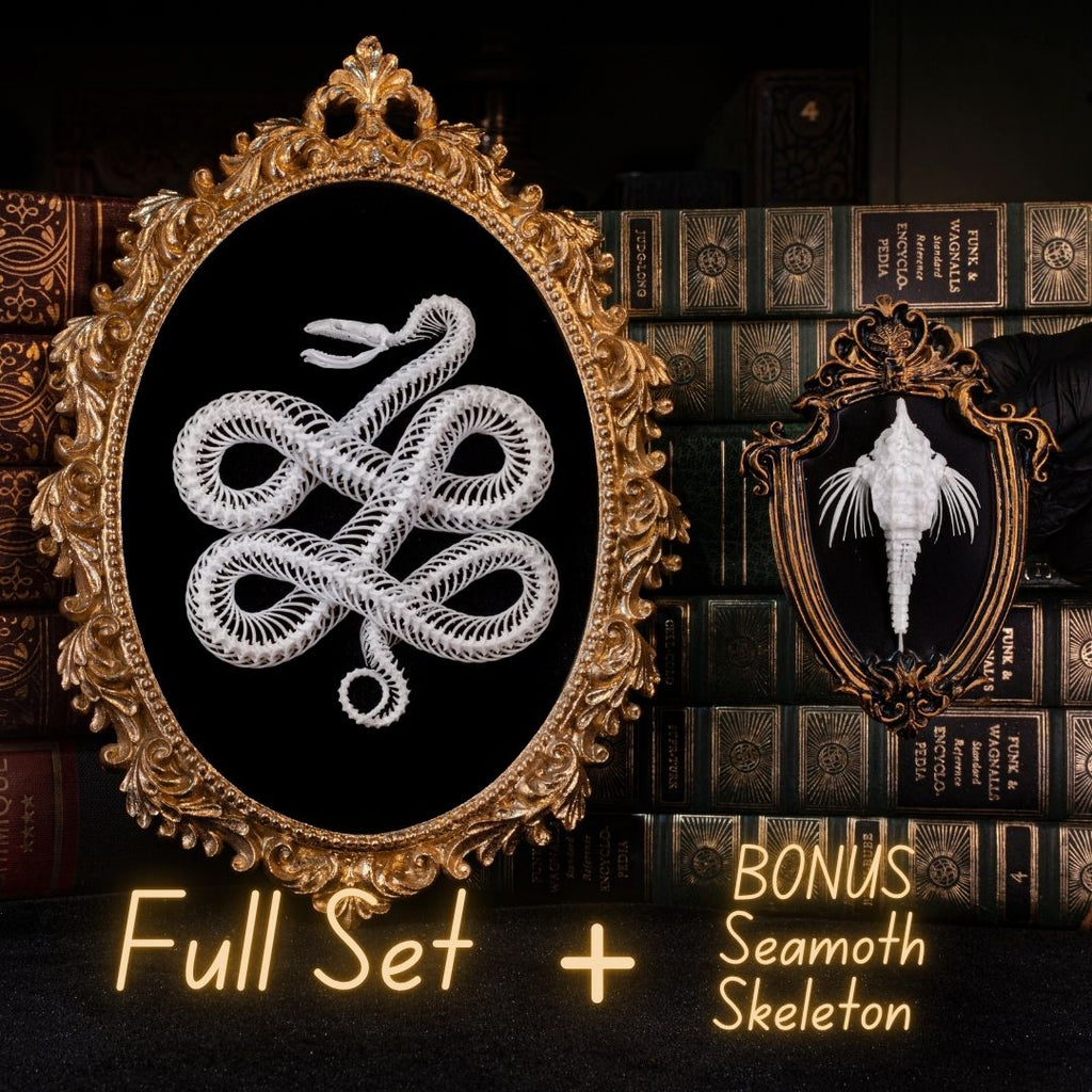 Real Snake Skeleton Taxidermy, Celtic Knot Pattern on Gothic Frame ...