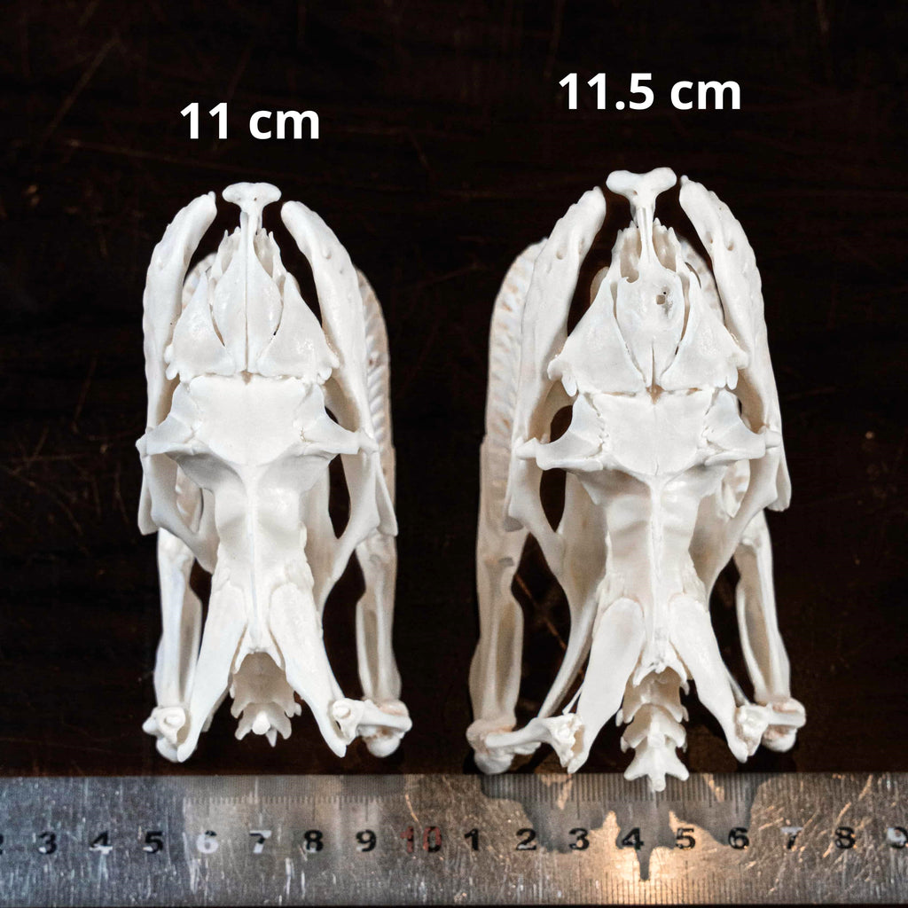 Python Skull Comparison Real 11cm Python Skull – Snake Skull Taxidermy – Duy Ng Skeleton
