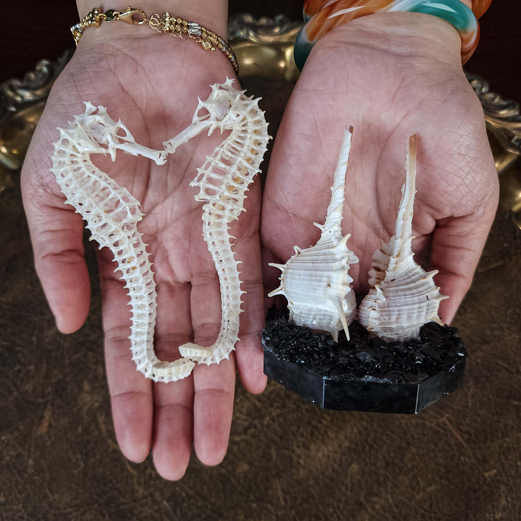 real seahorse skeleton, fish taxidermy, fish anatomy, wedding gift, couple gift, seahorse with tail curls around seashell