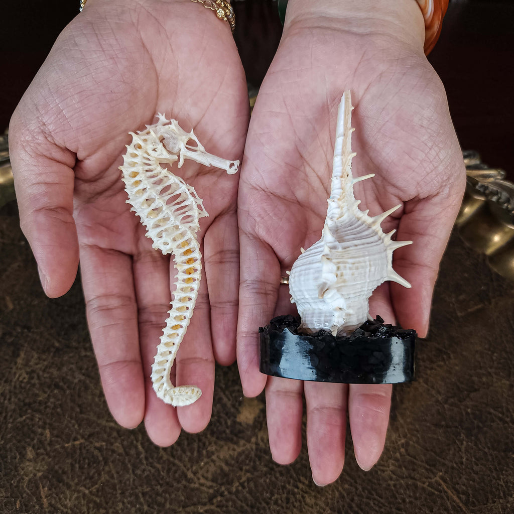 real seahorse skeleton, fish taxidermy, fish anatomy, wedding gift, couple gift, seahorse with tail curls around seashell