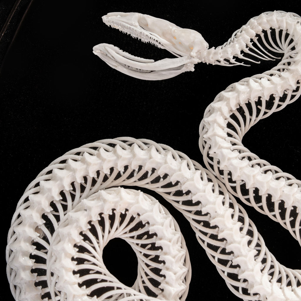 Real Snake Skeleton Taxidermy, Triple-Coiled 3 ring on Ornate Oval Vic ...