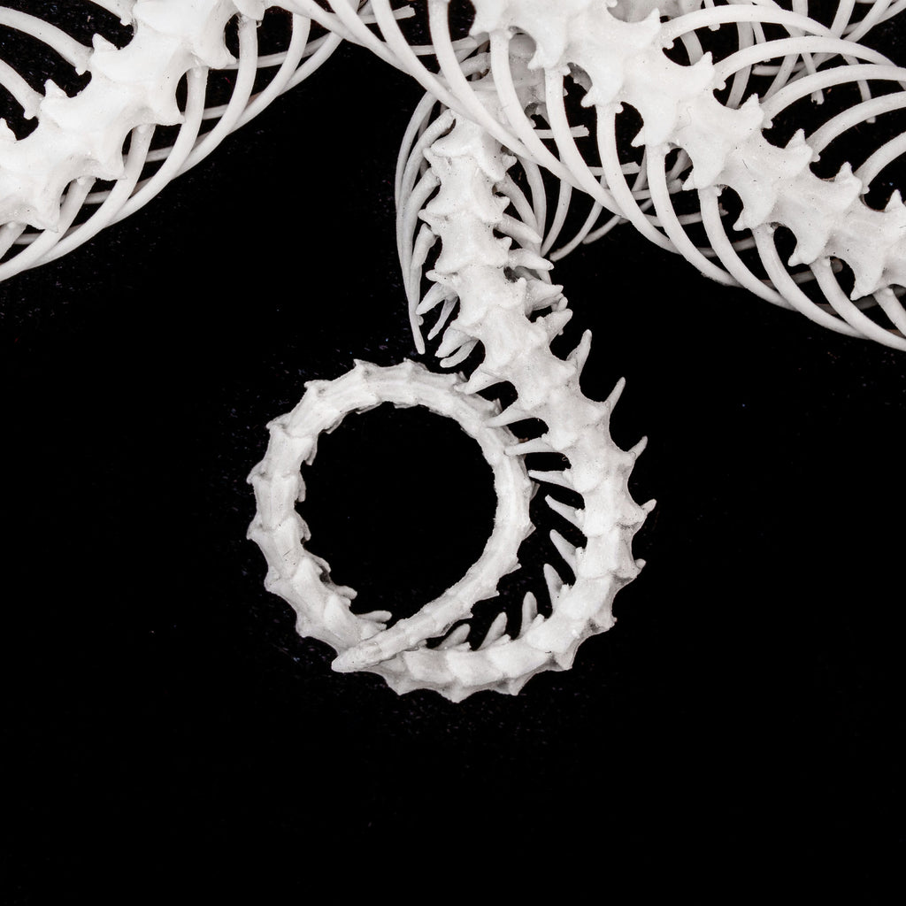Real Snake Skeleton Taxidermy, Celtic Knot Pattern on Gothic Frame ...