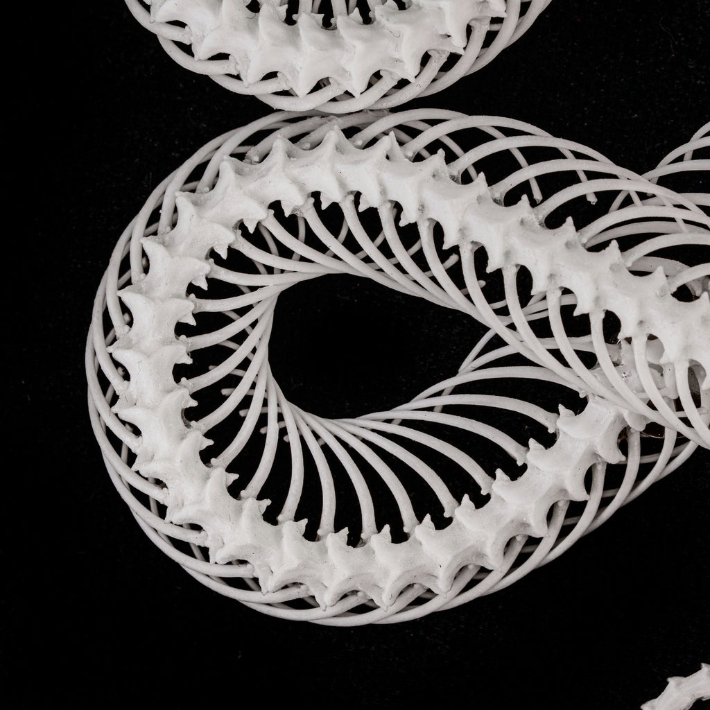Real Snake Skeleton Taxidermy, Celtic Knot Pattern on Gothic Frame ...