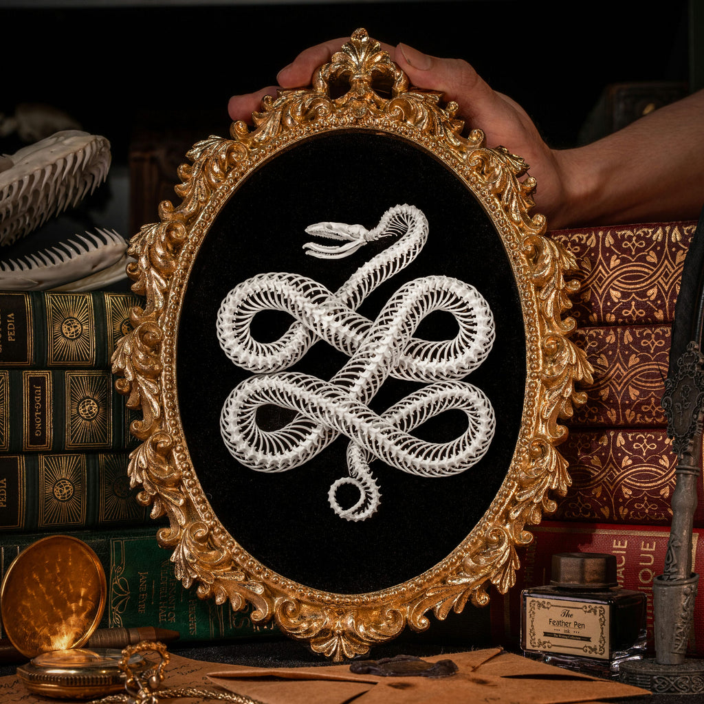 Real Snake Skeleton Taxidermy, Celtic Knot Pattern on Gothic Frame ...