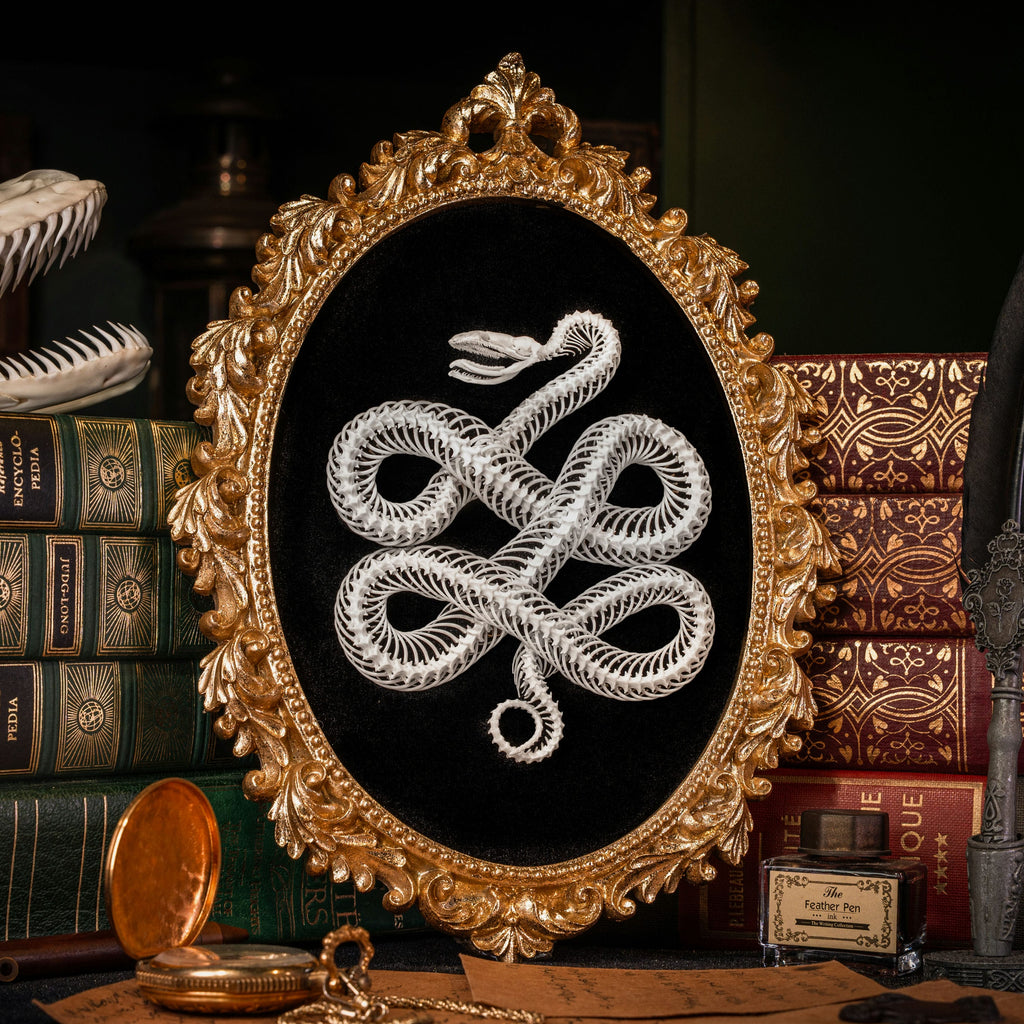 Real Snake Skeleton Taxidermy, Celtic Knot Pattern on Gothic Frame ...