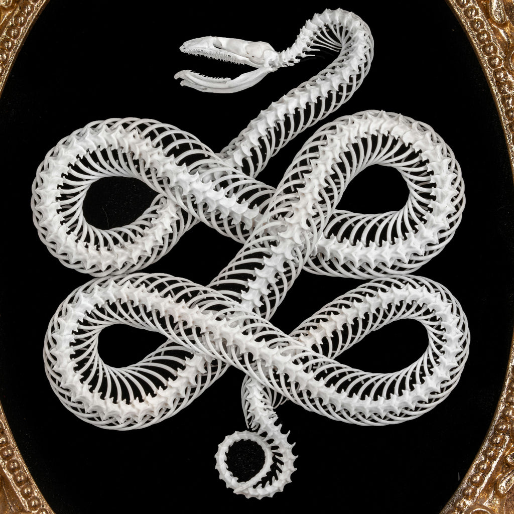 Real Snake Skeleton Taxidermy, Celtic Knot Pattern on Gothic Frame ...