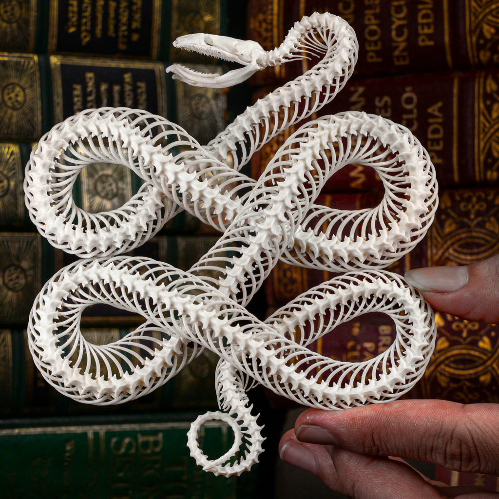 Real Snake Skeleton Taxidermy, Celtic Knot Pattern on Gothic Frame ...