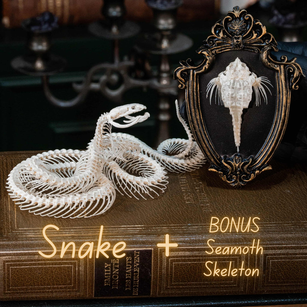 Real snake skeleton taxidermy posed in lifelike attack position on detailed diorama base with moss, rocks, and glossy resin. This preserved snake skeleton features open fangs, coiled body, and lifelike curvature, symbolizing defense, rebirth, and primal strength. Ideal for gothic decor, scientific collections, natural history displays, or dark academia interior design. Snake bone taxidermy for collectors and reptile enthusiasts.