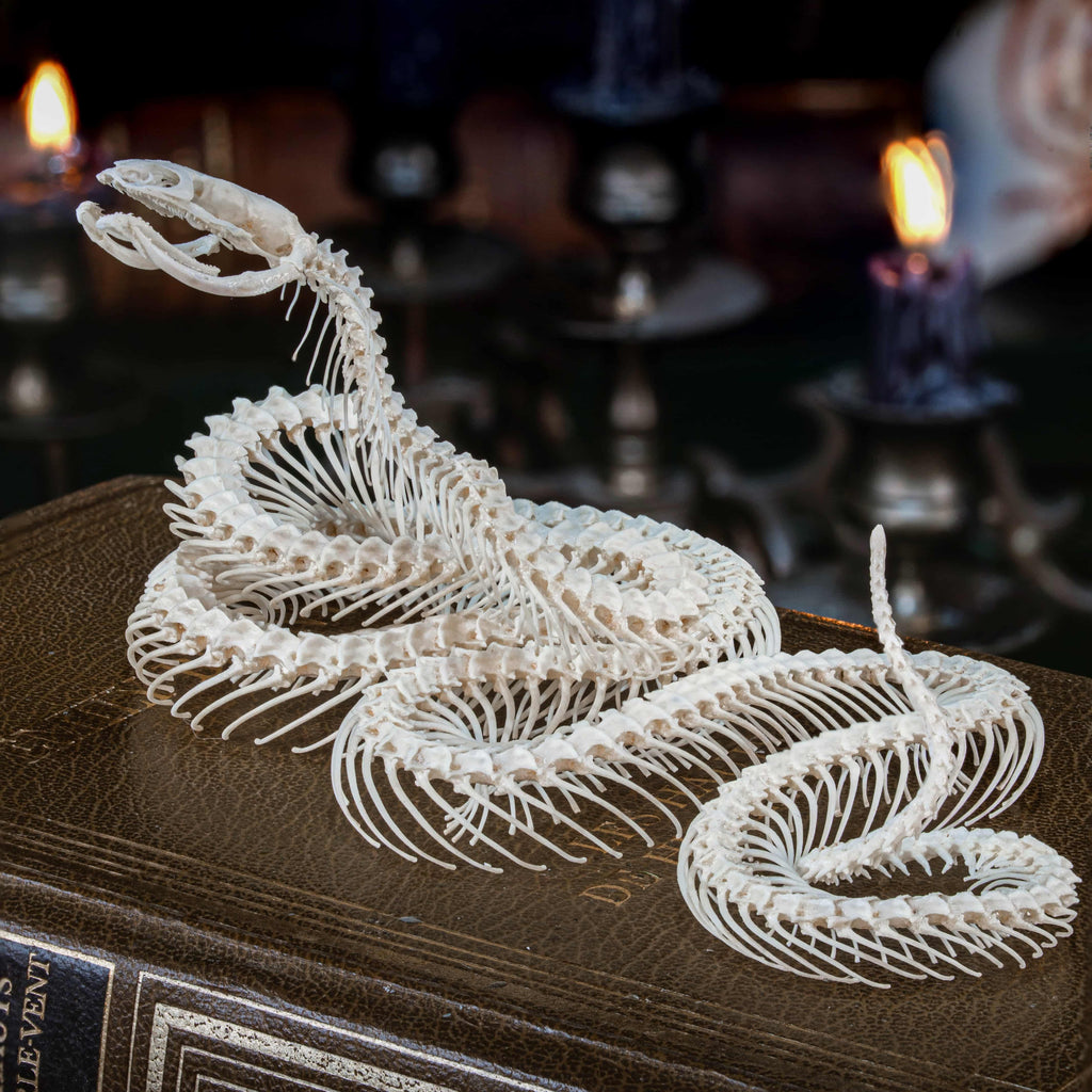 Real snake skeleton taxidermy posed in lifelike attack position on detailed diorama base with moss, rocks, and glossy resin. This preserved snake skeleton features open fangs, coiled body, and lifelike curvature, symbolizing defense, rebirth, and primal strength. Ideal for gothic decor, scientific collections, natural history displays, or dark academia interior design. Snake bone taxidermy for collectors and reptile enthusiasts.