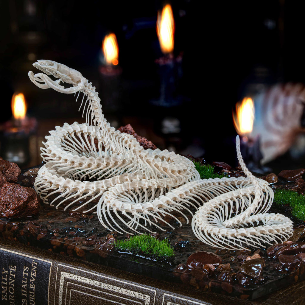 Real snake skeleton taxidermy posed in lifelike attack position on detailed diorama base with moss, rocks, and glossy resin. This preserved snake skeleton features open fangs, coiled body, and lifelike curvature, symbolizing defense, rebirth, and primal strength. Ideal for gothic decor, scientific collections, natural history displays, or dark academia interior design. Snake bone taxidermy for collectors and reptile enthusiasts.