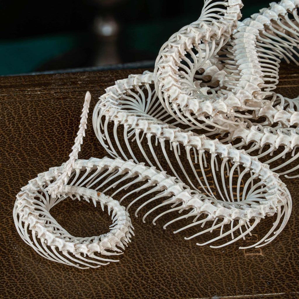 Real Snake Skeleton Taxidermy on realistic Diorama for Witchcraft Altar Gothic Wall Shelf Curio Display gift for Occult Science Room decor image 5