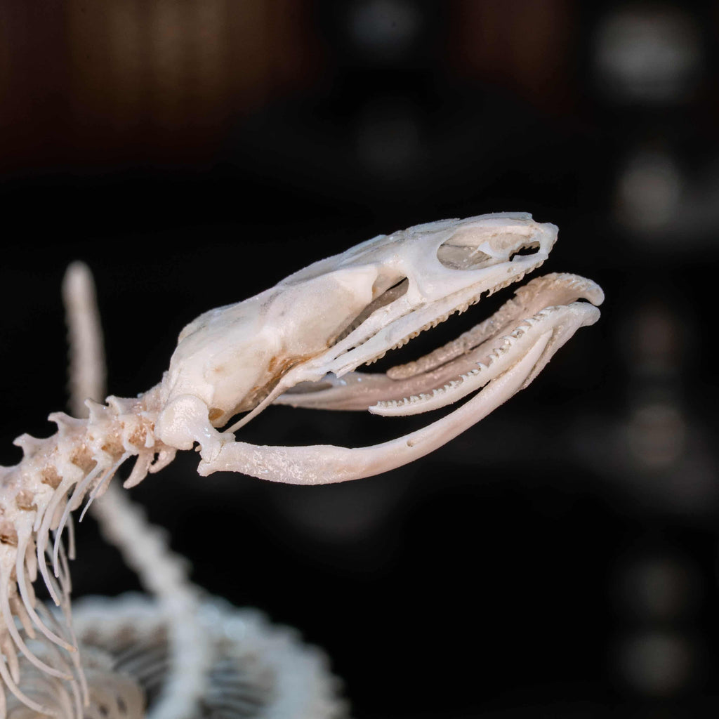 Real Snake Skeleton Taxidermy on realistic Diorama for Witchcraft Altar Gothic Wall Shelf Curio Display gift for Occult Science Room decor image 7