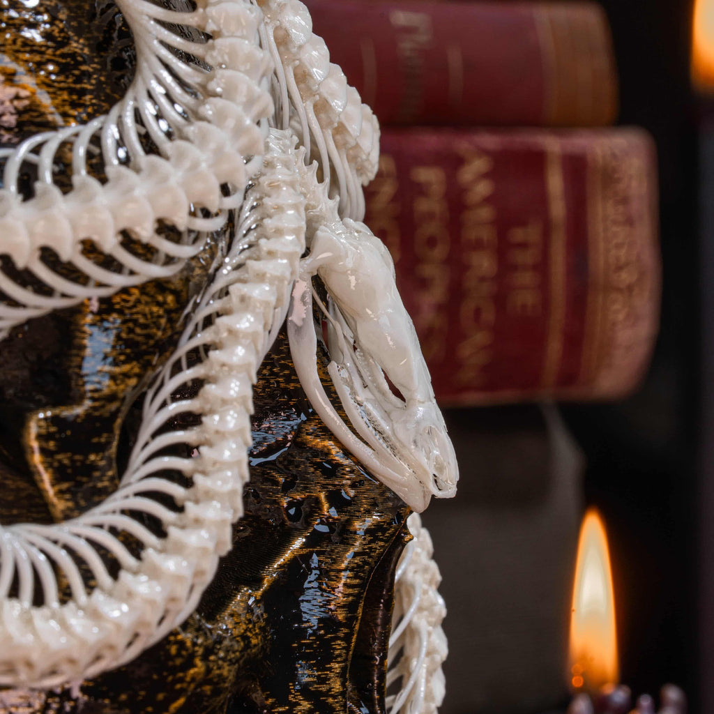 Real snake skeleton taxidermy curled in lifelike pose, showcasing vertebrae and fangs, preserved and articulated for scientific display, natural snake bone art for collectors of reptile skeletons and anatomical oddities, coiled viper skeleton specimen for macabre wall art or educational decor, detailed serpent spine with sharp jaw structure, perfect for gothic science decor and osteology lovers.