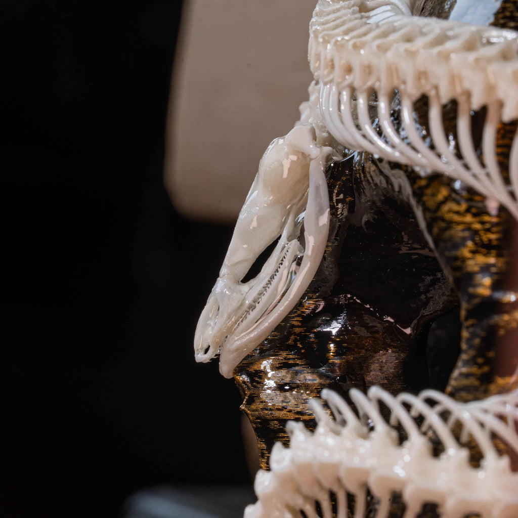 Real snake skeleton taxidermy curled in lifelike pose, showcasing vertebrae and fangs, preserved and articulated for scientific display, natural snake bone art for collectors of reptile skeletons and anatomical oddities, coiled viper skeleton specimen for macabre wall art or educational decor, detailed serpent spine with sharp jaw structure, perfect for gothic science decor and osteology lovers.