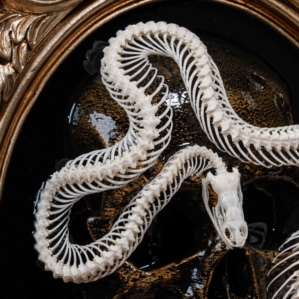 Real snake skeleton taxidermy curled in lifelike pose, showcasing vertebrae and fangs, preserved and articulated for scientific display, natural snake bone art for collectors of reptile skeletons and anatomical oddities, coiled viper skeleton specimen for macabre wall art or educational decor, detailed serpent spine with sharp jaw structure, perfect for gothic science decor and osteology lovers.