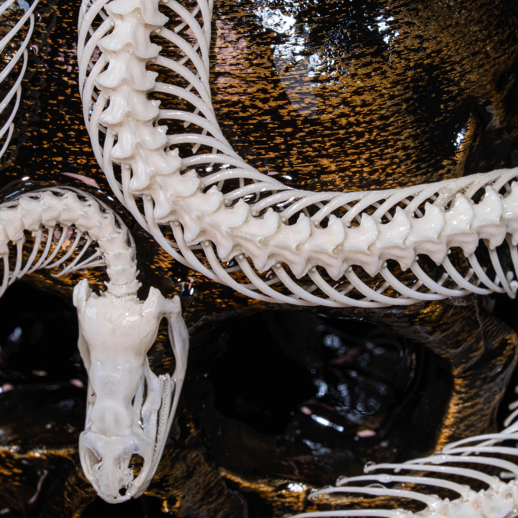 Real snake skeleton taxidermy curled in lifelike pose, showcasing vertebrae and fangs, preserved and articulated for scientific display, natural snake bone art for collectors of reptile skeletons and anatomical oddities, coiled viper skeleton specimen for macabre wall art or educational decor, detailed serpent spine with sharp jaw structure, perfect for gothic science decor and osteology lovers.