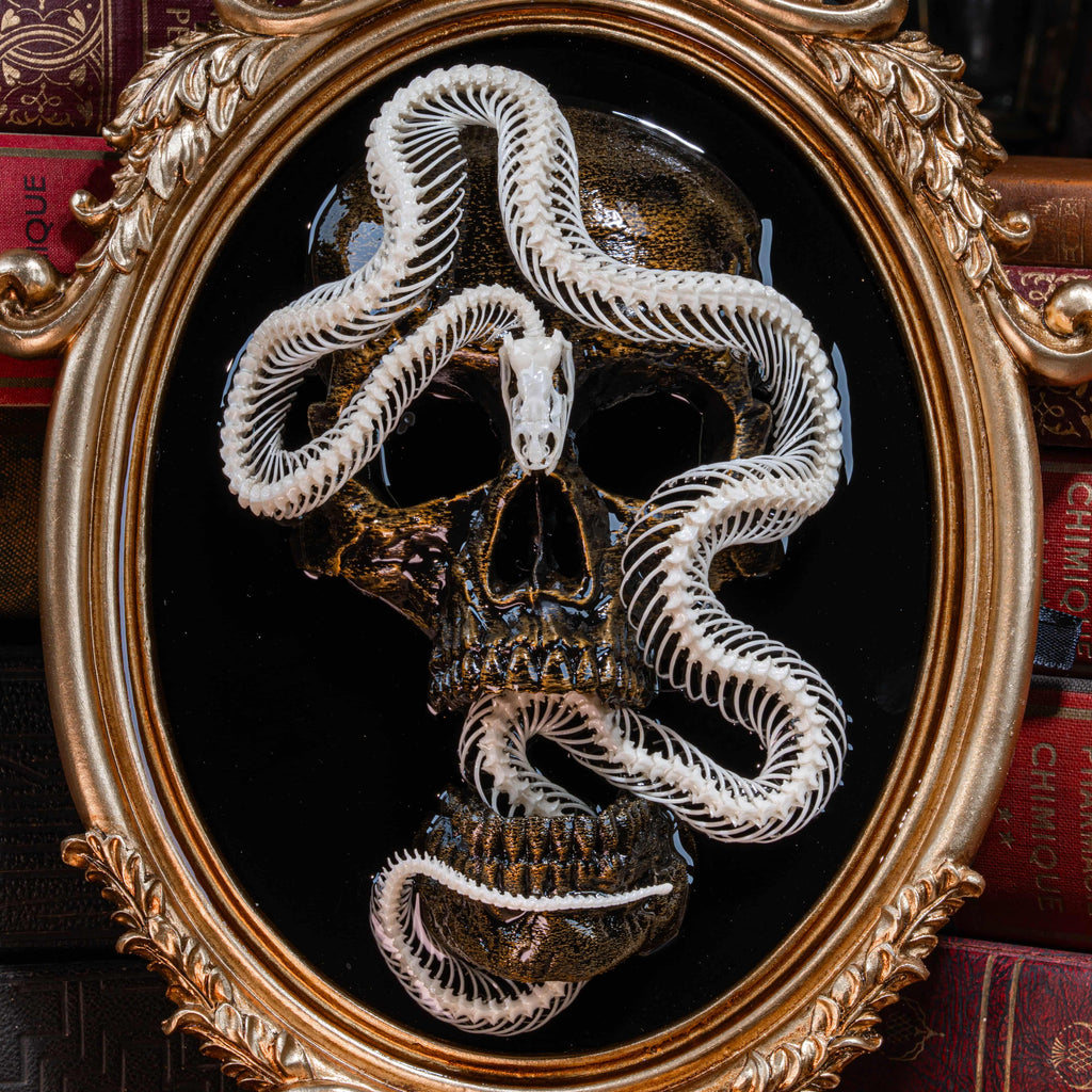 Real snake skeleton taxidermy on golden Gothic frame with 3D printed human skull, creepy wall hanging for horror decor lovers, oddities collector gift, macabre wall art featuring coiled snake and black velvet background, gothic wall sculpture for haunted room display, dark academia taxidermy centerpiece