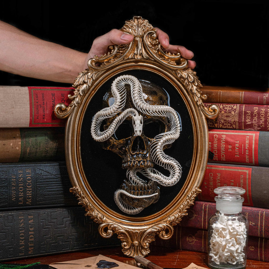 Real snake skeleton taxidermy on golden Gothic frame with 3D printed human skull, creepy wall hanging for horror decor lovers, oddities collector gift, macabre wall art featuring coiled snake and black velvet background, gothic wall sculpture for haunted room display, dark academia taxidermy centerpiece