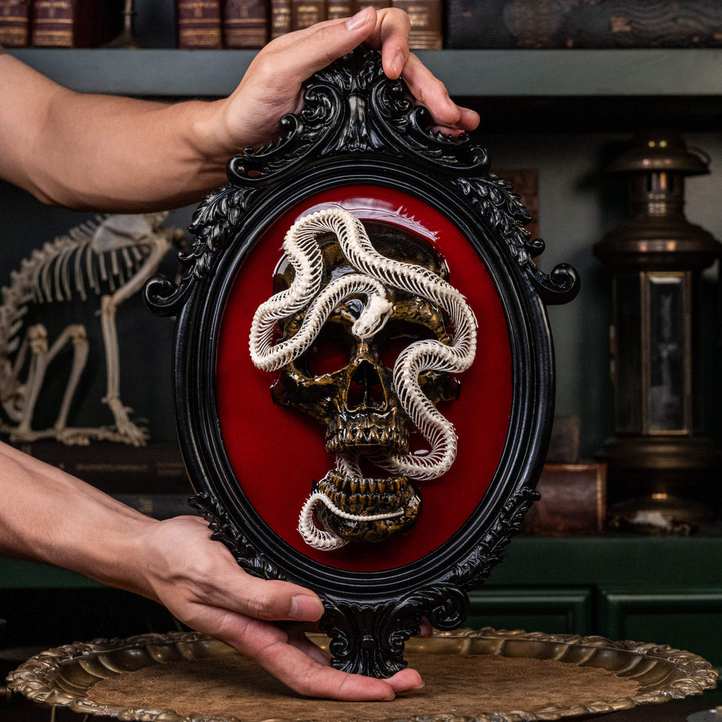 Real snake skeleton taxidermy wrapped around a 3D human skull, mounted on a red velvet Gothic backdrop inside an ornate Baroque frame. This unique dark academia wall art blends natural bone with macabre symbolism, making it perfect for oddities collectors, curiosity cabinet decor, witchcraft altar spaces, and gothic home interiors. Ideal for anatomical skeleton displays, Victorian-style wall decoration, and symbolic art gifts representing life, death, and transformation.