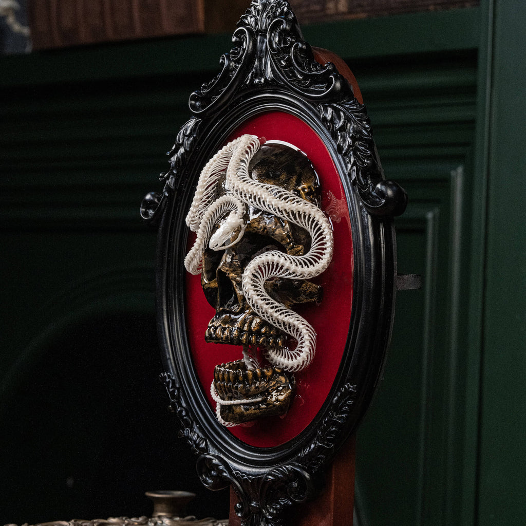 Real snake skeleton taxidermy wrapped around a 3D human skull, mounted on a red velvet Gothic backdrop inside an ornate Baroque frame. This unique dark academia wall art blends natural bone with macabre symbolism, making it perfect for oddities collectors, curiosity cabinet decor, witchcraft altar spaces, and gothic home interiors. Ideal for anatomical skeleton displays, Victorian-style wall decoration, and symbolic art gifts representing life, death, and transformation.