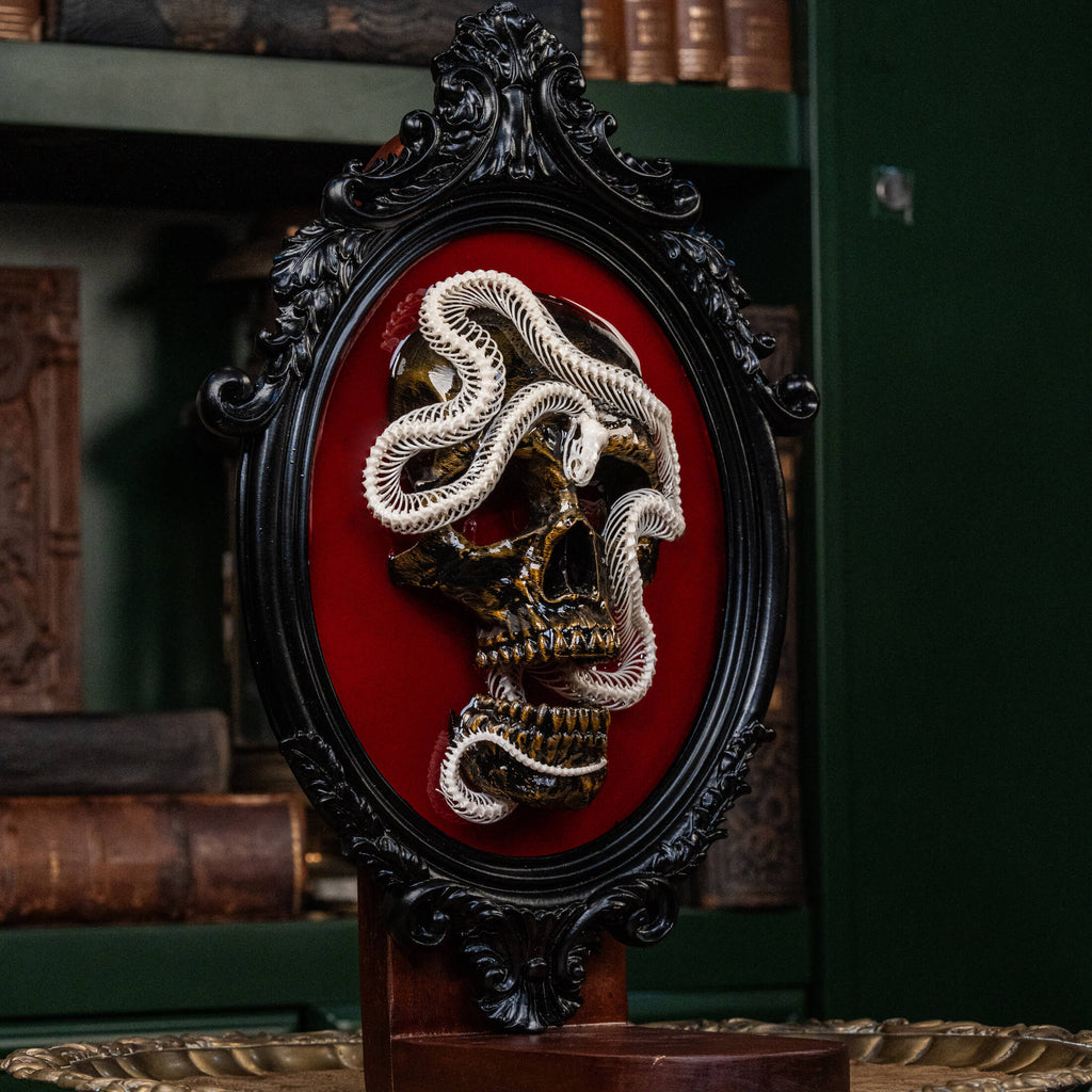 Real snake skeleton taxidermy wrapped around a 3D human skull, mounted on a red velvet Gothic backdrop inside an ornate Baroque frame. This unique dark academia wall art blends natural bone with macabre symbolism, making it perfect for oddities collectors, curiosity cabinet decor, witchcraft altar spaces, and gothic home interiors. Ideal for anatomical skeleton displays, Victorian-style wall decoration, and symbolic art gifts representing life, death, and transformation.