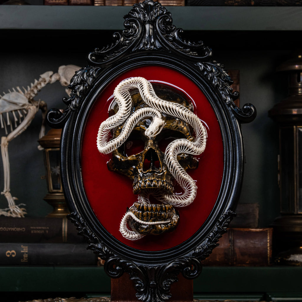 Real snake skeleton taxidermy wrapped around a 3D human skull, mounted on a red velvet Gothic backdrop inside an ornate Baroque frame. This unique dark academia wall art blends natural bone with macabre symbolism, making it perfect for oddities collectors, curiosity cabinet decor, witchcraft altar spaces, and gothic home interiors. Ideal for anatomical skeleton displays, Victorian-style wall decoration, and symbolic art gifts representing life, death, and transformation.