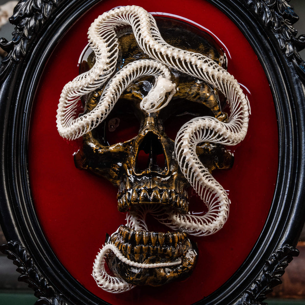 Real snake skeleton taxidermy wrapped around a 3D human skull, mounted on a red velvet Gothic backdrop inside an ornate Baroque frame. This unique dark academia wall art blends natural bone with macabre symbolism, making it perfect for oddities collectors, curiosity cabinet decor, witchcraft altar spaces, and gothic home interiors. Ideal for anatomical skeleton displays, Victorian-style wall decoration, and symbolic art gifts representing life, death, and transformation.