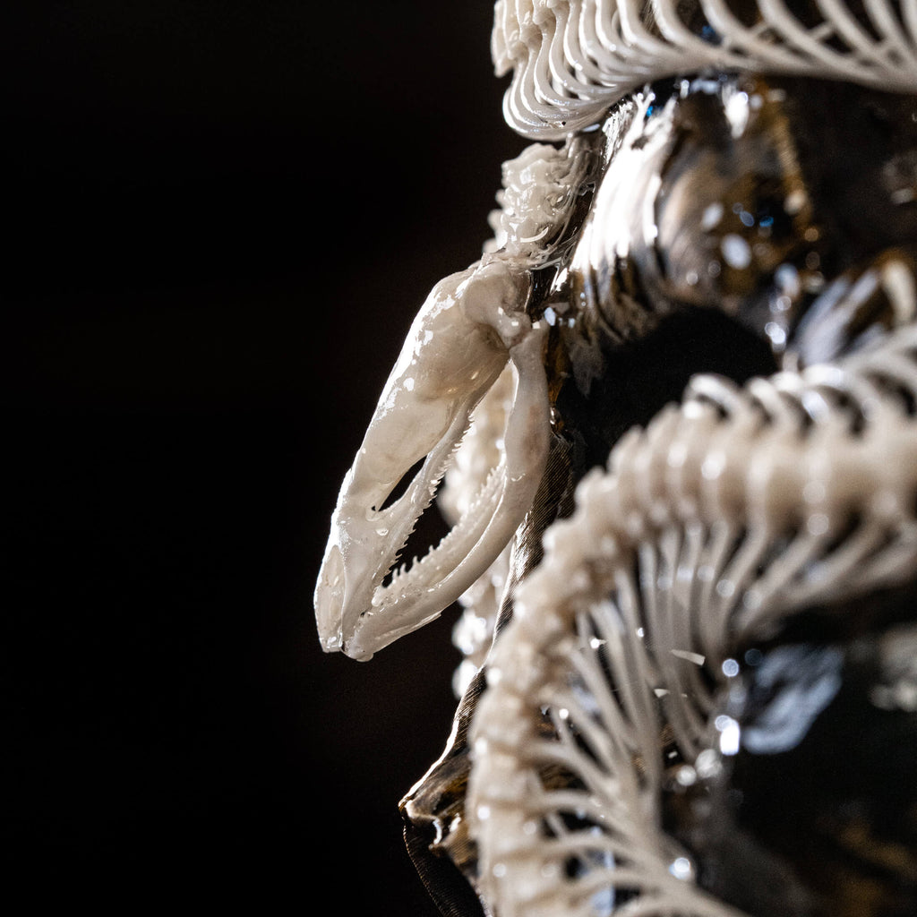 real snake skeleton is artfully curled around a 3D printed human skull, mounted on a deep red velvet background inside an ornate Gothic-style frame. The crimson backdrop intensifies the visual contrast, evoking a sense of blood, passion, and the eternal mystery of life and death.