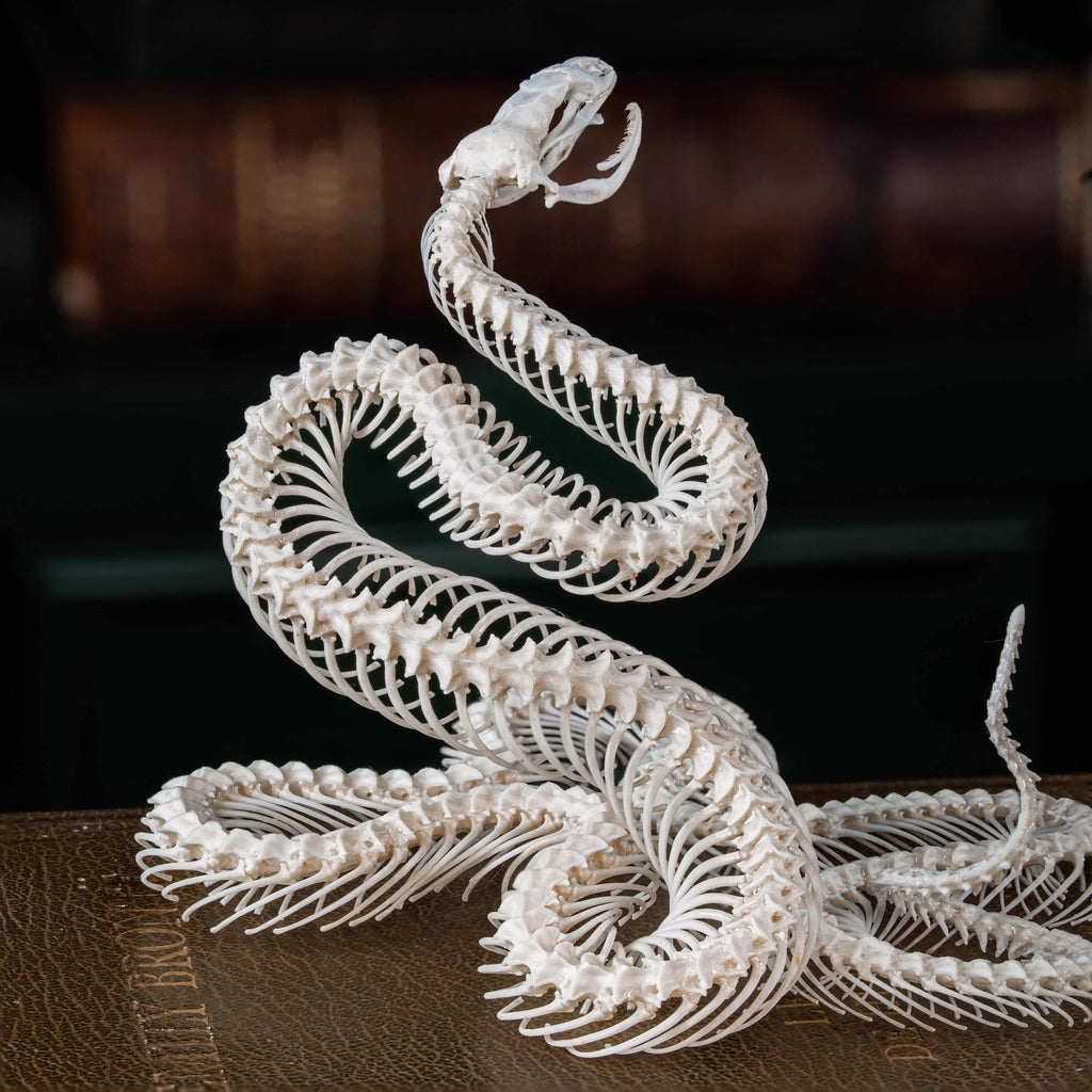 Real snake skeleton posed in attack position with open jaw, featuring natural bone articulation and fangs. Perfect for gothic wall decor, witchcraft altar, or academic displays. A museum-grade taxidermy piece for collectors of reptiles, oddities, and preserved animal skeletons. Ideal for Halloween decoration or curiosity shelf.