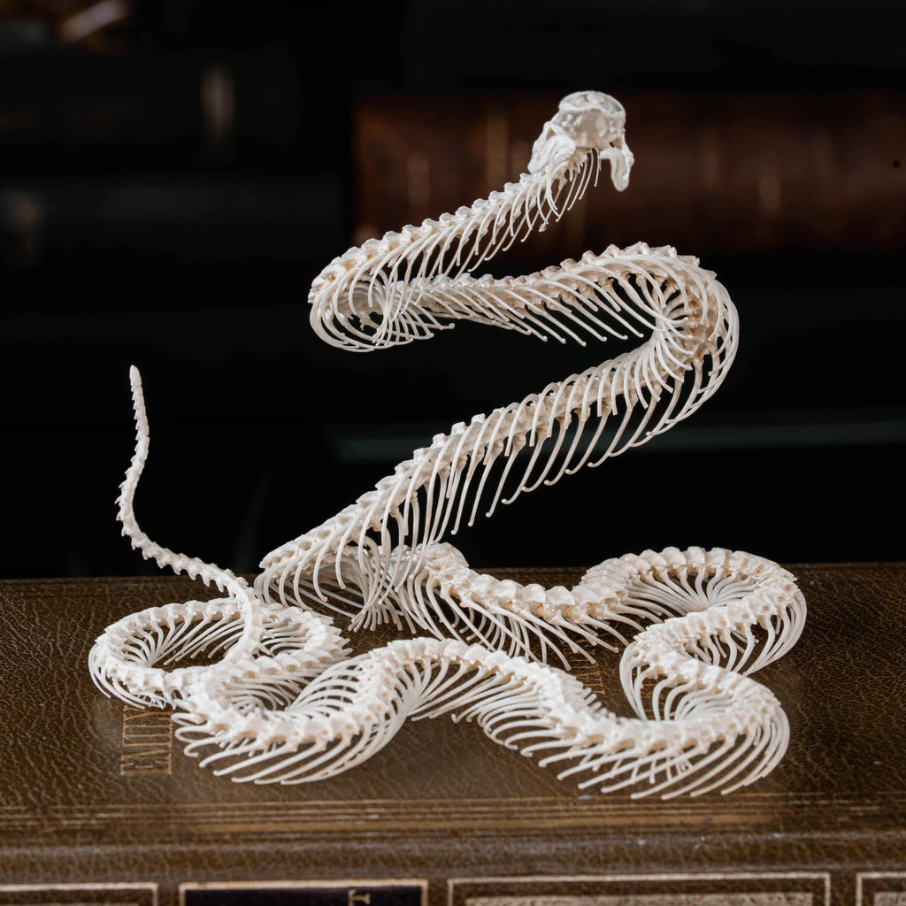 Real snake skeleton posed in attack position with open jaw, featuring natural bone articulation and fangs. Perfect for gothic wall decor, witchcraft altar, or academic displays. A museum-grade taxidermy piece for collectors of reptiles, oddities, and preserved animal skeletons. Ideal for Halloween decoration or curiosity shelf.