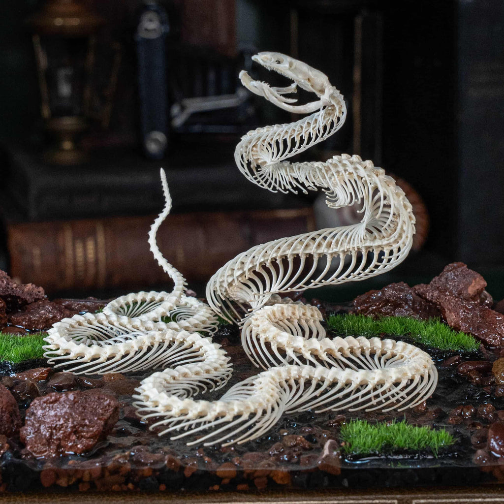 Real snake skeleton posed in attack position with open jaw, featuring natural bone articulation and fangs. Perfect for gothic wall decor, witchcraft altar, or academic displays. A museum-grade taxidermy piece for collectors of reptiles, oddities, and preserved animal skeletons. Ideal for Halloween decoration or curiosity shelf.