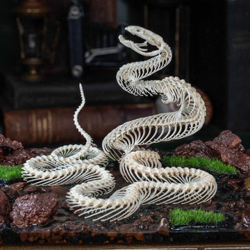 Real snake skeleton posed in attack position with open jaw, featuring natural bone articulation and fangs. Perfect for gothic wall decor, witchcraft altar, or academic displays. A museum-grade taxidermy piece for collectors of reptiles, oddities, and preserved animal skeletons. Ideal for Halloween decoration or curiosity shelf.