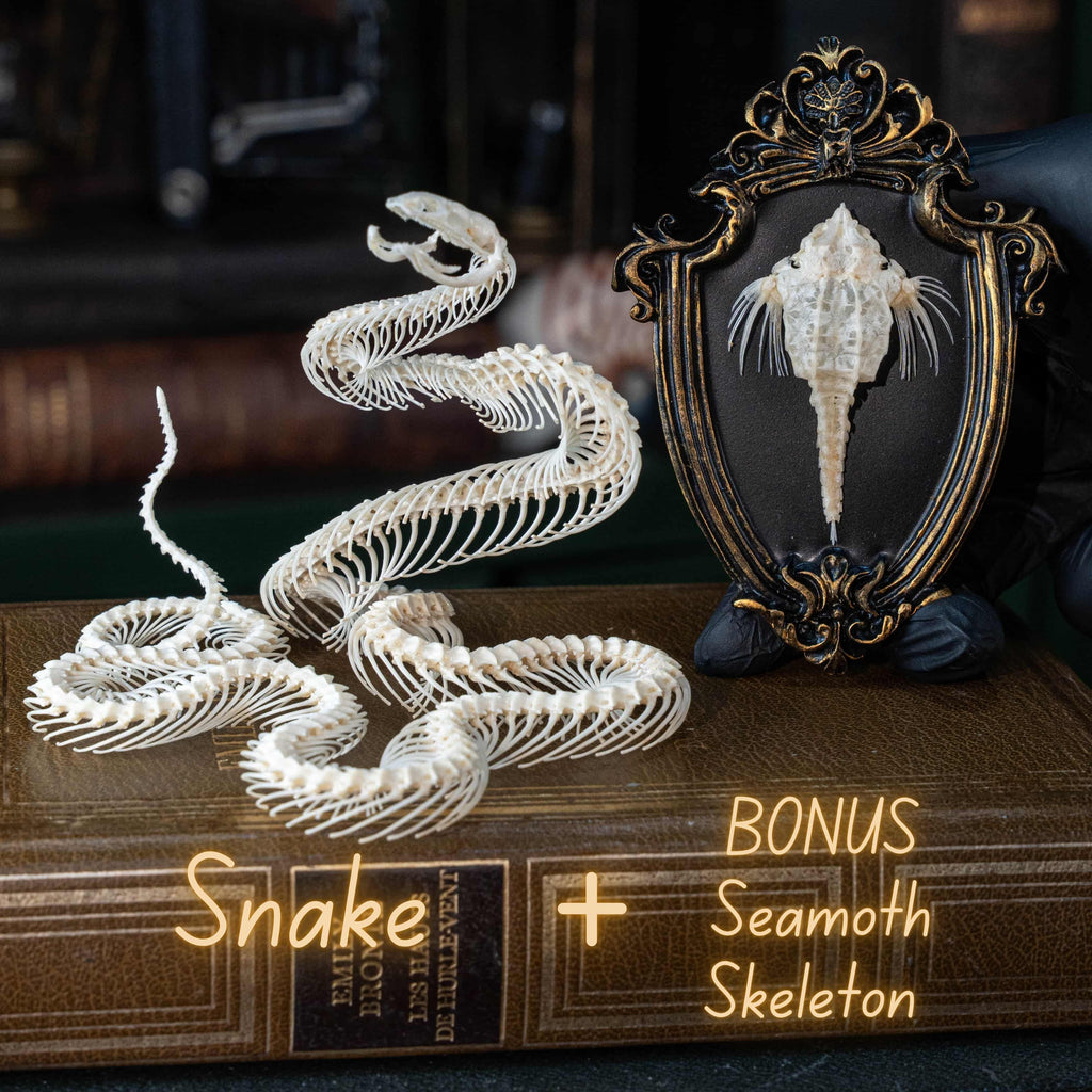 Real snake skeleton posed in attack position with open jaw, featuring natural bone articulation and fangs. Perfect for gothic wall decor, witchcraft altar, or academic displays. A museum-grade taxidermy piece for collectors of reptiles, oddities, and preserved animal skeletons. Ideal for Halloween decoration or curiosity shelf.