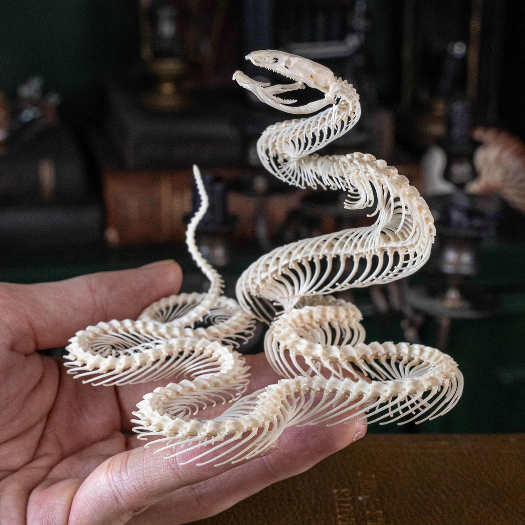 Real snake skeleton posed in attack position with open jaw, featuring natural bone articulation and fangs. Perfect for gothic wall decor, witchcraft altar, or academic displays. A museum-grade taxidermy piece for collectors of reptiles, oddities, and preserved animal skeletons. Ideal for Halloween decoration or curiosity shelf.