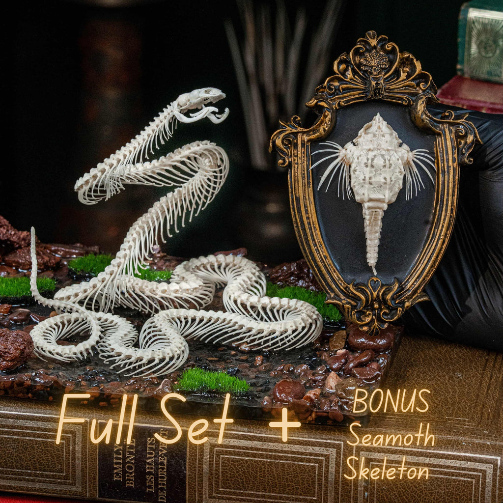 Real snake skeleton posed in attack position with open jaw, featuring natural bone articulation and fangs. Perfect for gothic wall decor, witchcraft altar, or academic displays. A museum-grade taxidermy piece for collectors of reptiles, oddities, and preserved animal skeletons. Ideal for Halloween decoration or curiosity shelf.