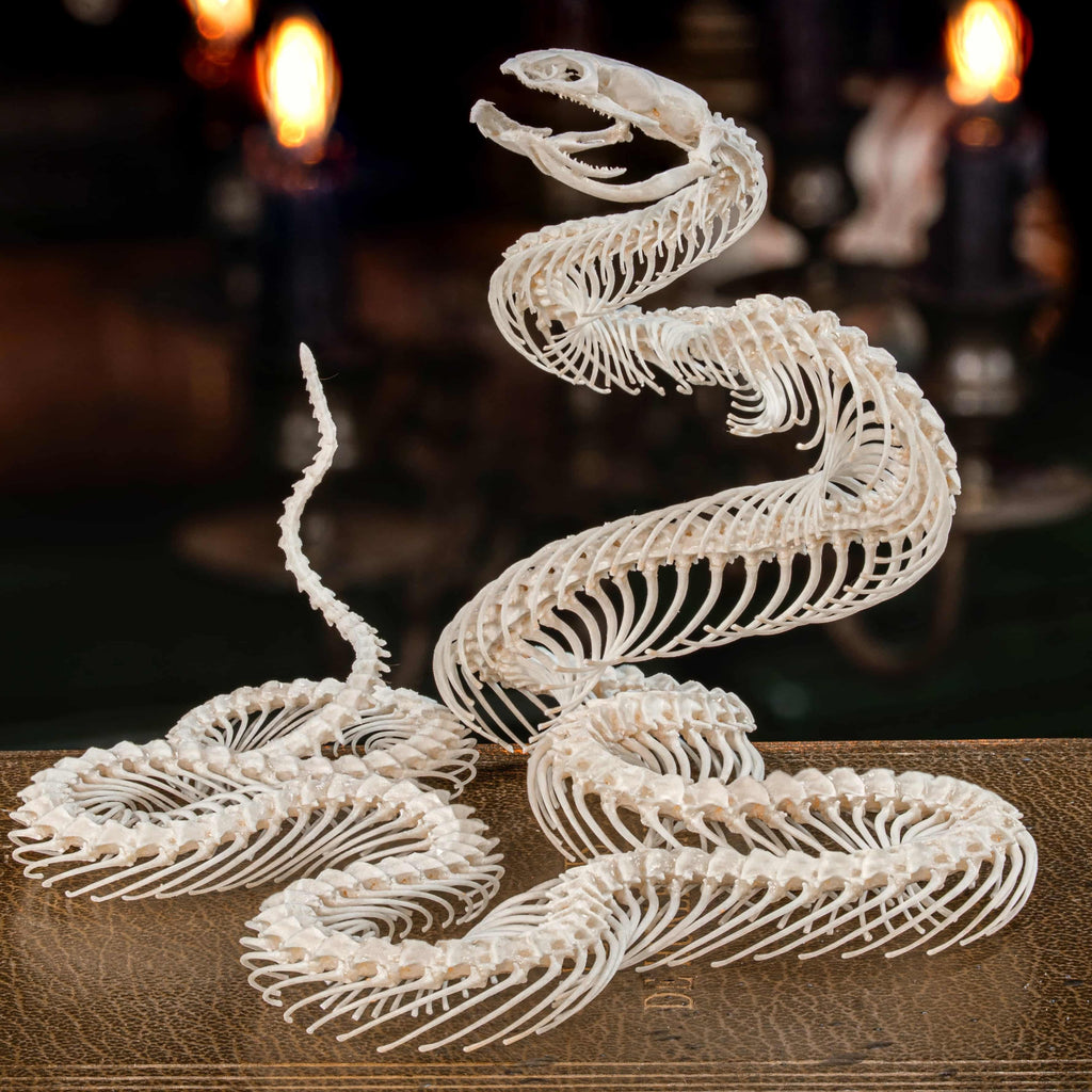 Real snake skeleton posed in attack position with open jaw, featuring natural bone articulation and fangs. Perfect for gothic wall decor, witchcraft altar, or academic displays. A museum-grade taxidermy piece for collectors of reptiles, oddities, and preserved animal skeletons. Ideal for Halloween decoration or curiosity shelf.