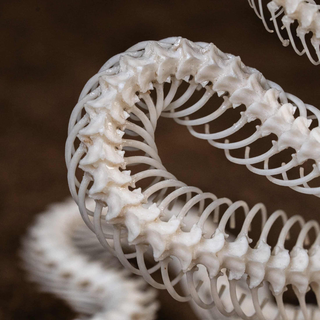 Real snake skeleton posed in attack position with open jaw, featuring natural bone articulation and fangs. Perfect for gothic wall decor, witchcraft altar, or academic displays. A museum-grade taxidermy piece for collectors of reptiles, oddities, and preserved animal skeletons. Ideal for Halloween decoration or curiosity shelf.