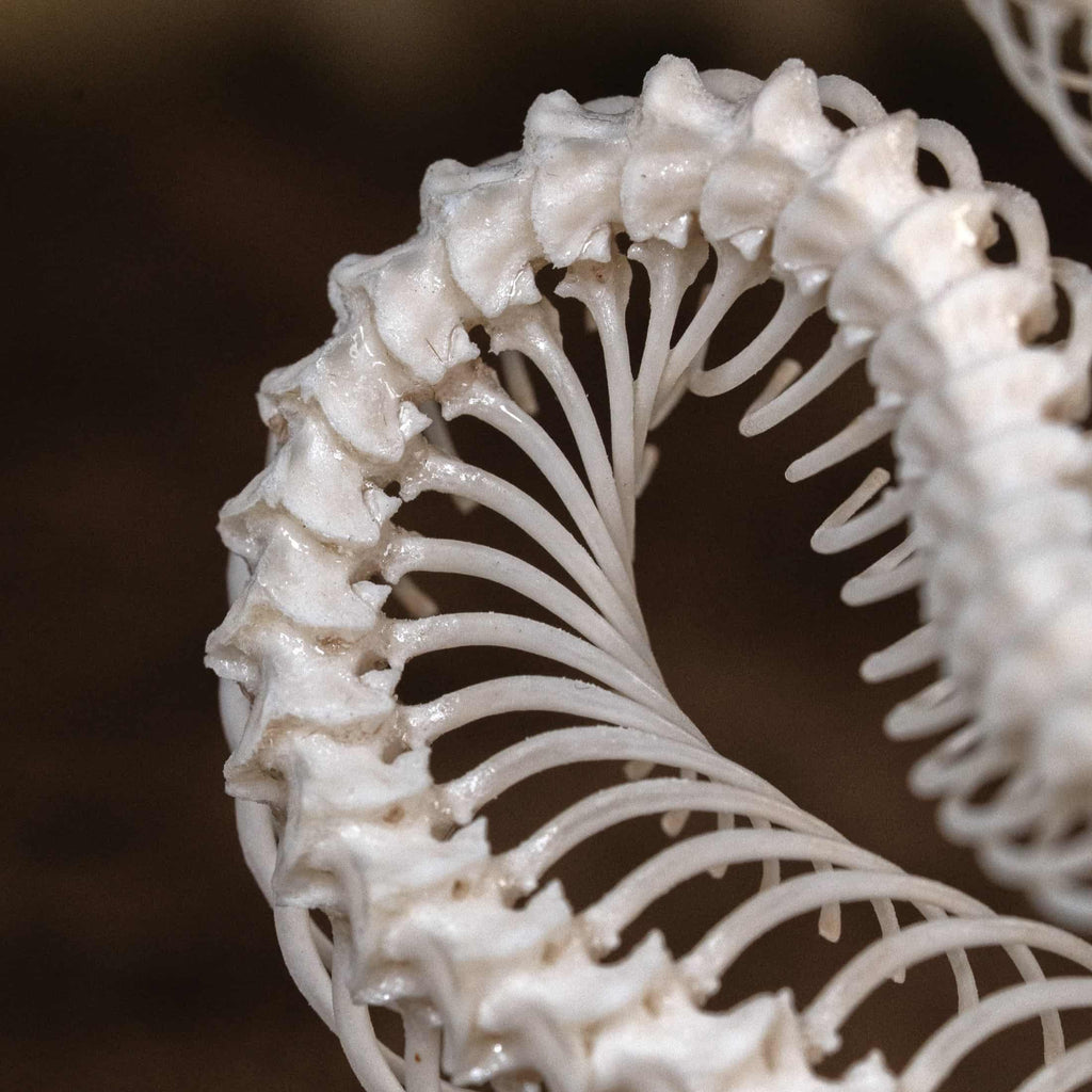 Real snake skeleton posed in attack position with open jaw, featuring natural bone articulation and fangs. Perfect for gothic wall decor, witchcraft altar, or academic displays. A museum-grade taxidermy piece for collectors of reptiles, oddities, and preserved animal skeletons. Ideal for Halloween decoration or curiosity shelf.