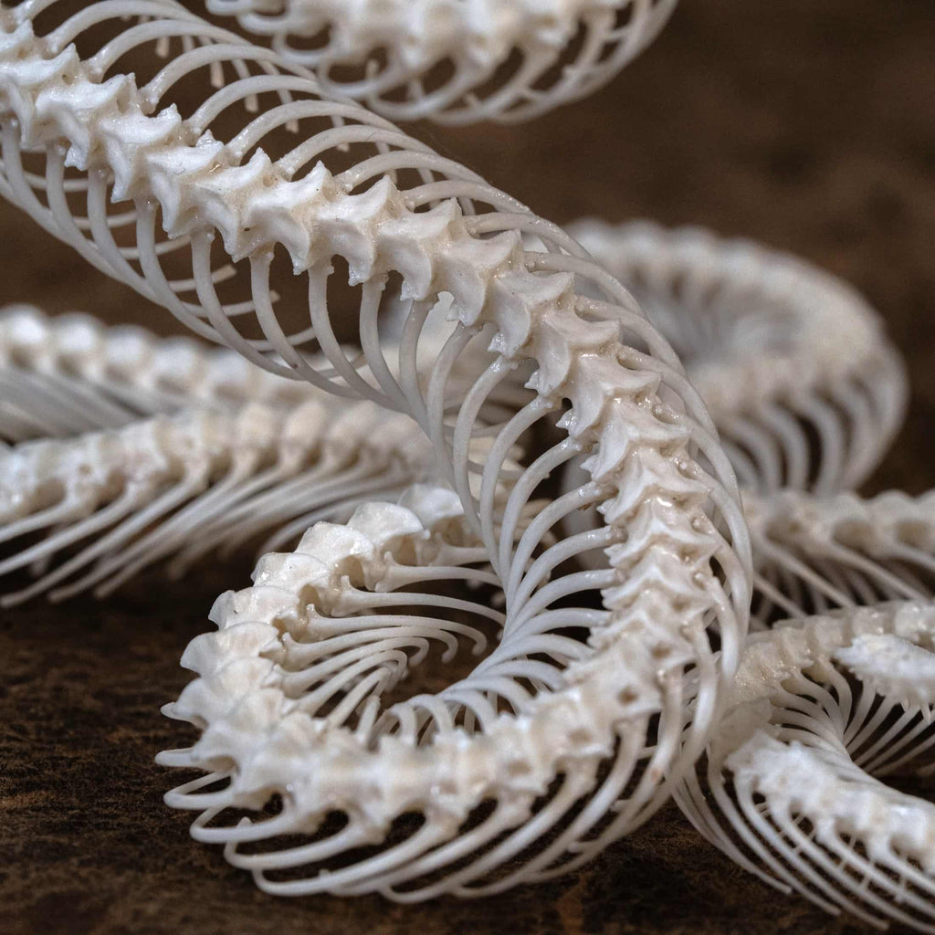 Real snake skeleton posed in attack position with open jaw, featuring natural bone articulation and fangs. Perfect for gothic wall decor, witchcraft altar, or academic displays. A museum-grade taxidermy piece for collectors of reptiles, oddities, and preserved animal skeletons. Ideal for Halloween decoration or curiosity shelf.