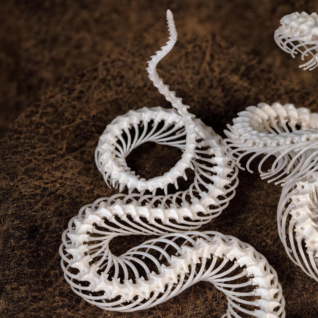 Real snake skeleton posed in attack position with open jaw, featuring natural bone articulation and fangs. Perfect for gothic wall decor, witchcraft altar, or academic displays. A museum-grade taxidermy piece for collectors of reptiles, oddities, and preserved animal skeletons. Ideal for Halloween decoration or curiosity shelf.