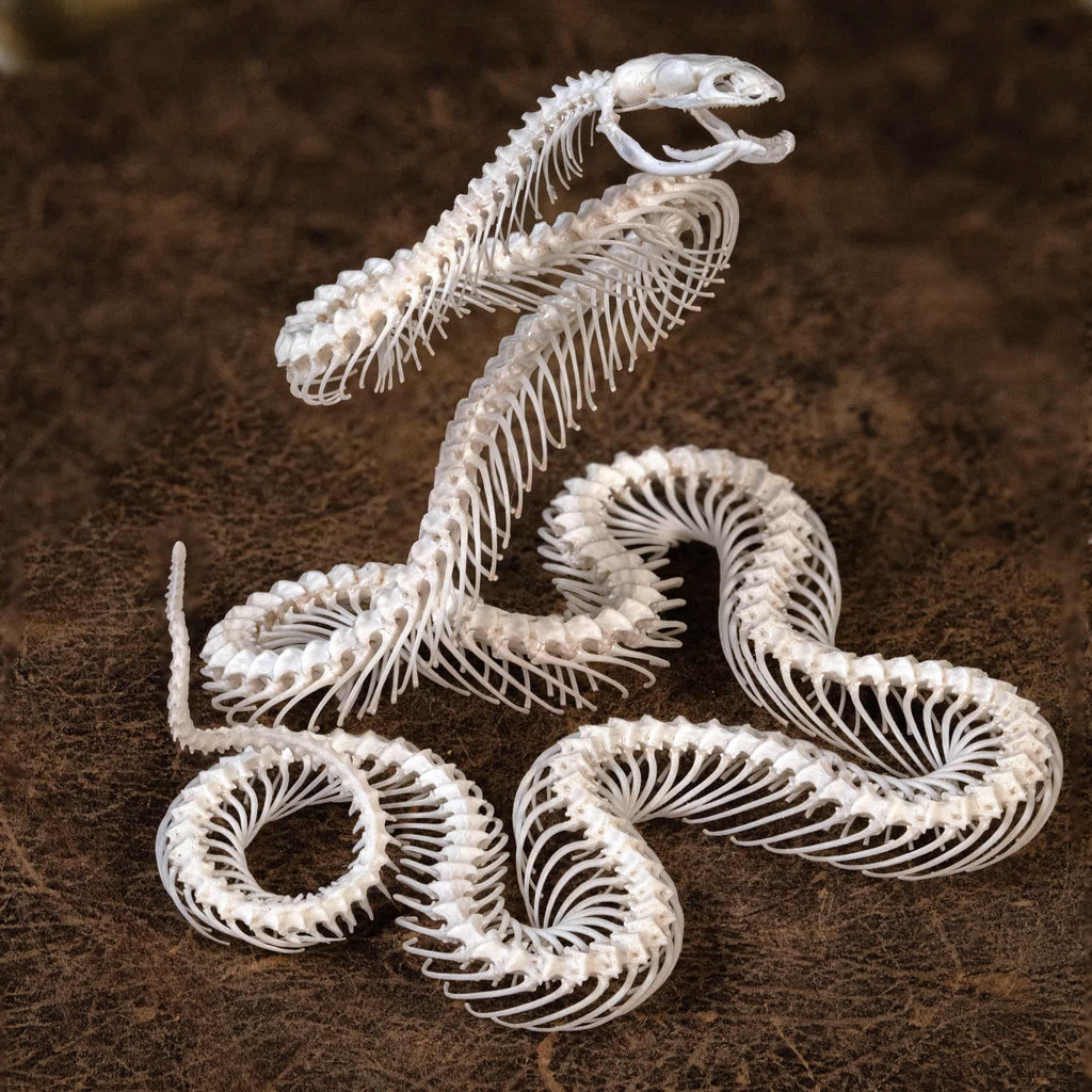 Real snake skeleton posed in attack position with open jaw, featuring natural bone articulation and fangs. Perfect for gothic wall decor, witchcraft altar, or academic displays. A museum-grade taxidermy piece for collectors of reptiles, oddities, and preserved animal skeletons. Ideal for Halloween decoration or curiosity shelf.