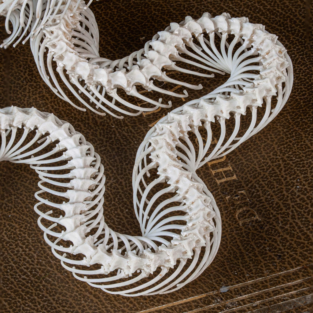 Real snake skeleton posed in attack position with open jaw, featuring natural bone articulation and fangs. Perfect for gothic wall decor, witchcraft altar, or academic displays. A museum-grade taxidermy piece for collectors of reptiles, oddities, and preserved animal skeletons. Ideal for Halloween decoration or curiosity shelf.