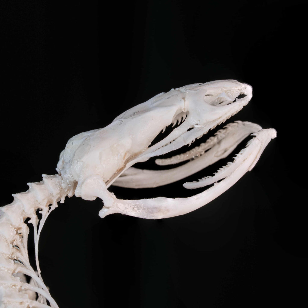 Real snake skeleton posed in attack position with open jaw, featuring natural bone articulation and fangs. Perfect for gothic wall decor, witchcraft altar, or academic displays. A museum-grade taxidermy piece for collectors of reptiles, oddities, and preserved animal skeletons. Ideal for Halloween decoration or curiosity shelf.
