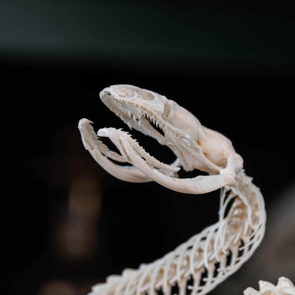 Real snake skeleton posed in attack position with open jaw, featuring natural bone articulation and fangs. Perfect for gothic wall decor, witchcraft altar, or academic displays. A museum-grade taxidermy piece for collectors of reptiles, oddities, and preserved animal skeletons. Ideal for Halloween decoration or curiosity shelf.