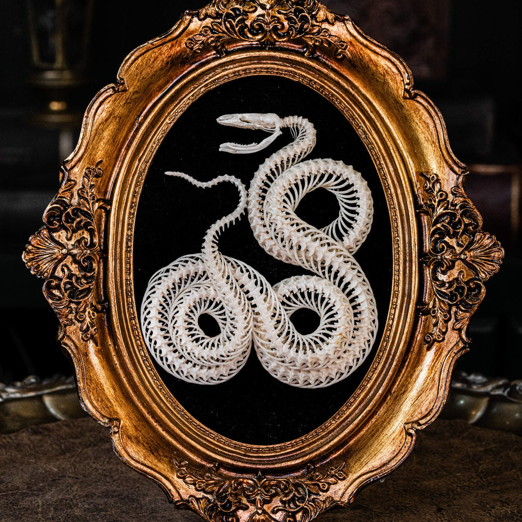 Snake skeleton taxidermy posed in three interlocking rings on a gothic frame, symbolic bone art for dark decor