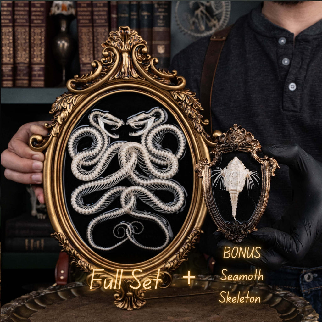 Real Snake Skeleton,
Snake taxidermy,
Snake skull,
Animal skeleton,
Animal Skull,
Animal Bones,
skeleton key,
Gothic wall art decoration,
Witchy wall decor,
Dark Art,
Museum Specimen,
Framed Snake Skeleton,
Oddities and Curiosities,
Anatomy art