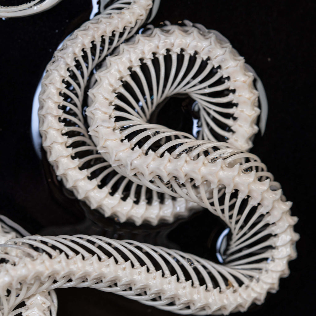 museum specimen, bone collection, skeleton collection,  oddities and curiosities, gothic wall decoration, Real viper skeleton on Victorian Vintage Picture frame,  Venomous snake fangs, snake skeleton, snake anatomy, real snake skull, Caduceus Snake skeleton