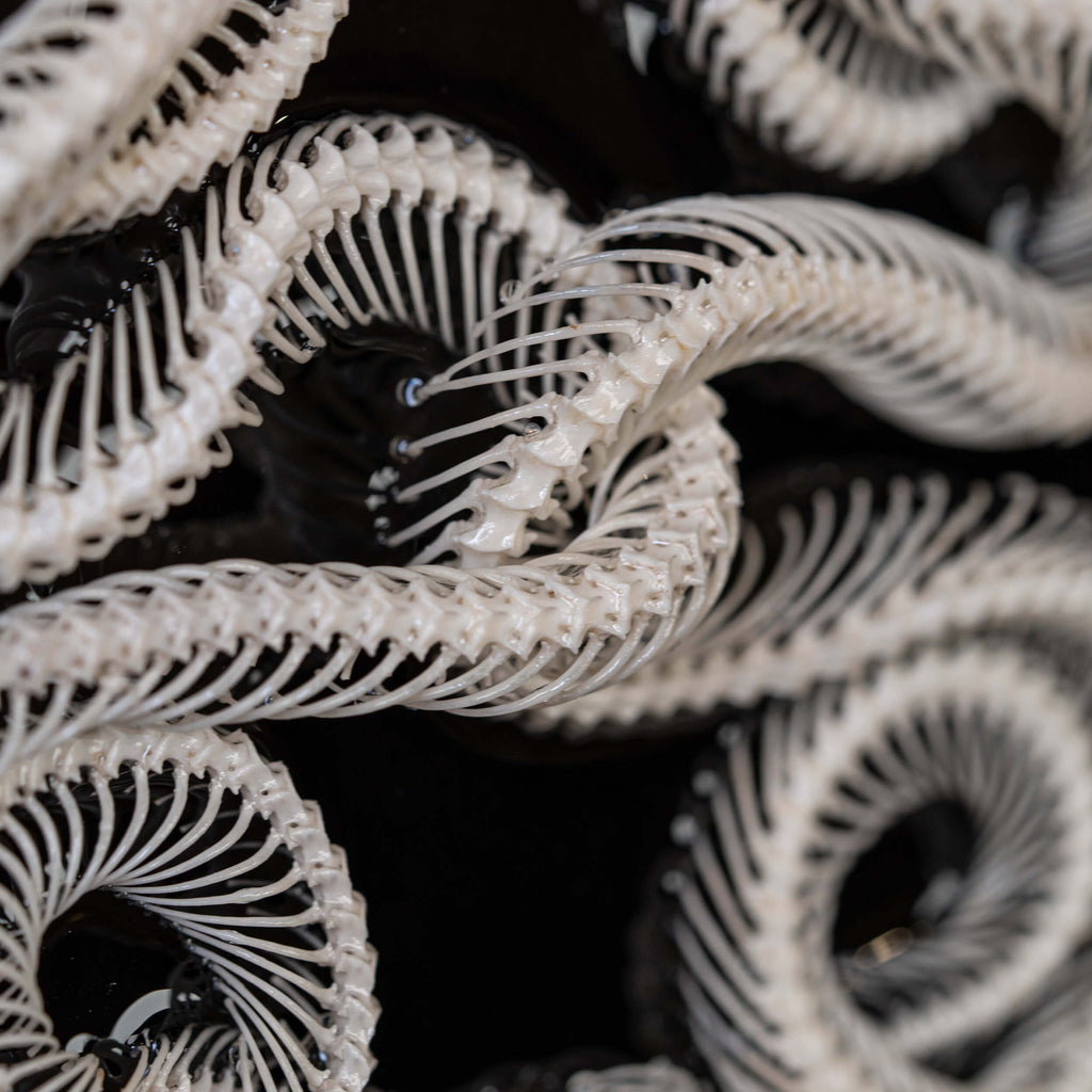 museum specimen, bone collection, skeleton collection,  oddities and curiosities, gothic wall decoration, Real viper skeleton on Victorian Vintage Picture frame,  Venomous snake fangs, snake skeleton, snake anatomy, real snake skull, Caduceus Snake skeleton