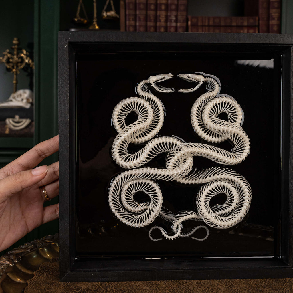 museum specimen, bone collection, skeleton collection,  oddities and curiosities, gothic wall decoration, Real viper skeleton on Victorian Vintage Picture frame,  Venomous snake fangs, snake skeleton, snake anatomy, real snake skull, Caduceus Snake skeleton