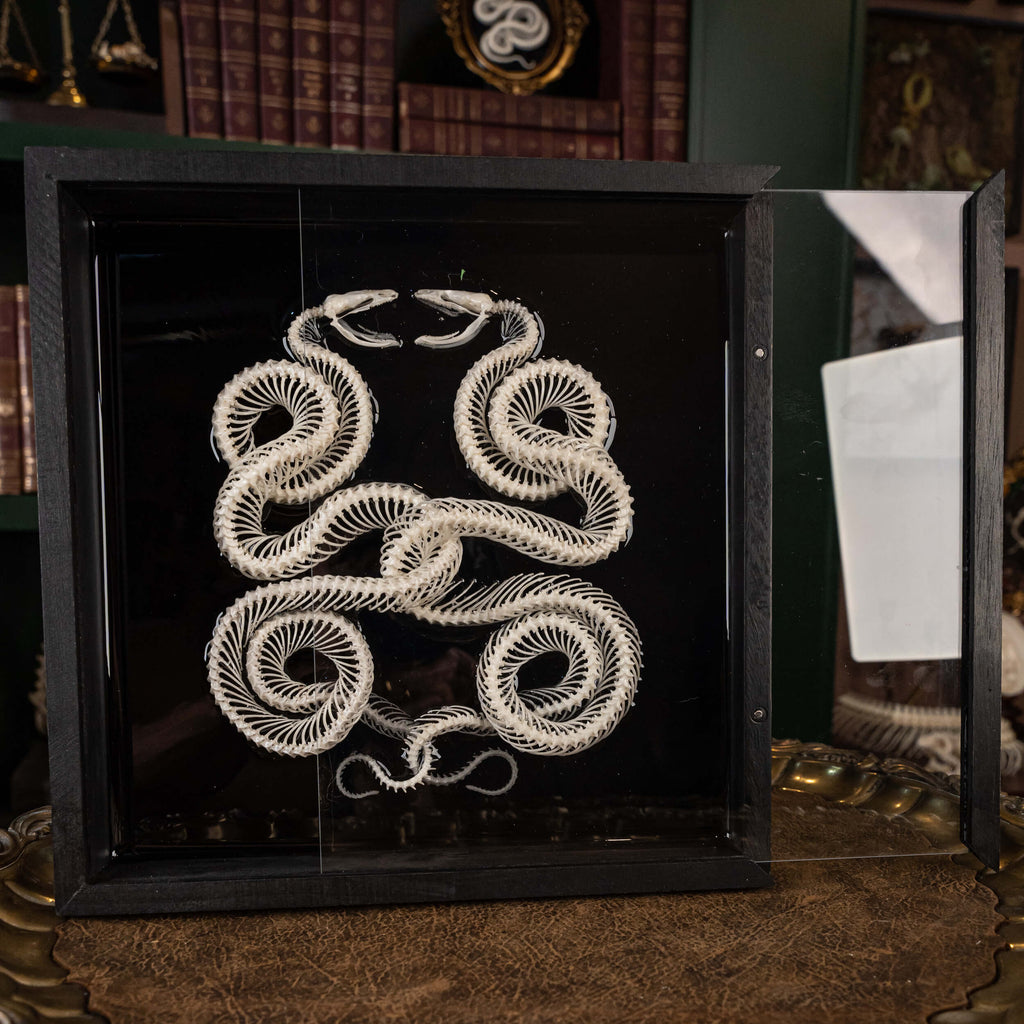 museum specimen, bone collection, skeleton collection,  oddities and curiosities, gothic wall decoration, Real viper skeleton on Victorian Vintage Picture frame,  Venomous snake fangs, snake skeleton, snake anatomy, real snake skull, Caduceus Snake skeleton